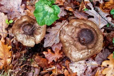 agaricus-phaeolepidotus