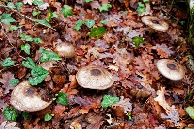 agaricus-phaeolepidotus