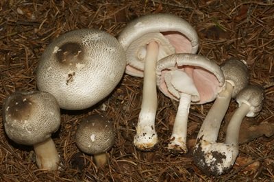 Agaricus placomyces