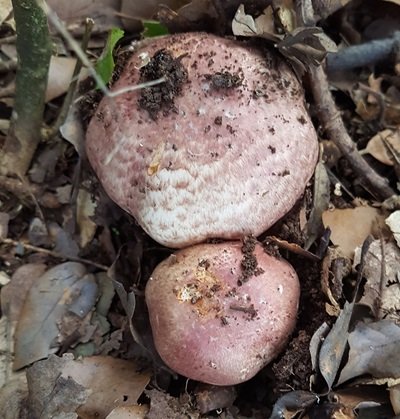 Agaricus porphyrizon