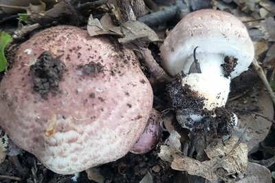 agaricus-porphyrizon