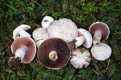 Agaricus porphyrocephalus