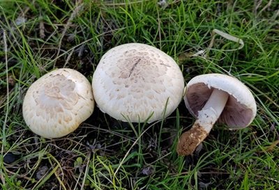 Agaricus pseudolutosus