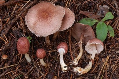 Agaricus purpurellus