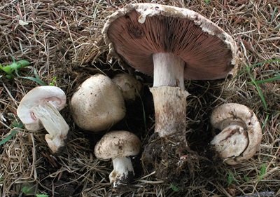 Agaricus subfloccosus