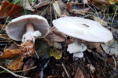 Agaricus sylvicola