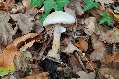 agaricus-sylvicola