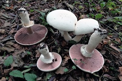 Agaricus urinascens