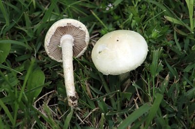 Agrocybe dura