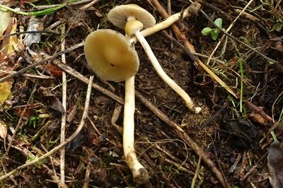 Agrocybe elatella