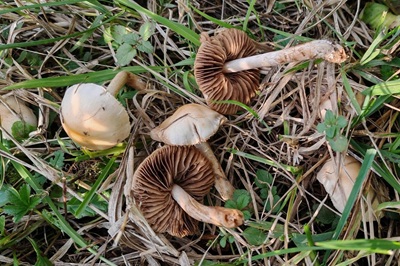 Agrocybe pediades