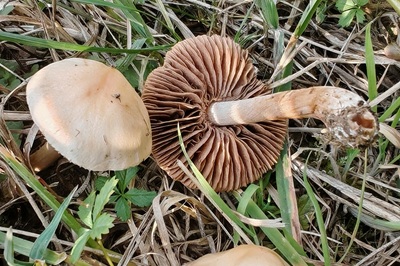 agrocybe-pediades1