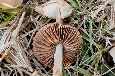 agrocybe-pediades2