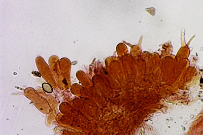 agrocybe-praecox10