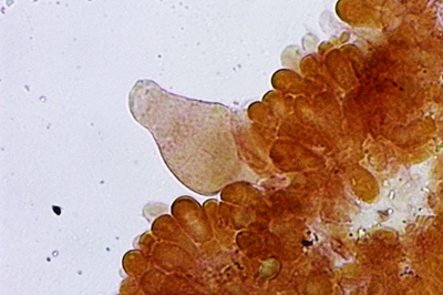 agrocybe-praecox11