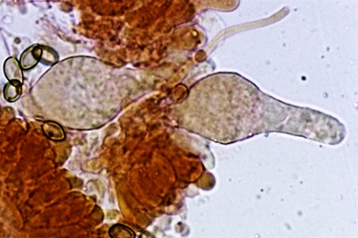 agrocybe-praecox12