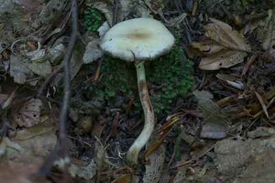 agrocybe-praecox6