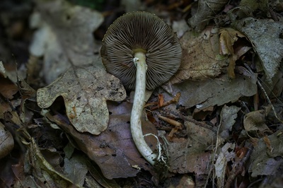 agrocybe-praecox7
