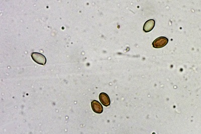agrocybe-praecox8