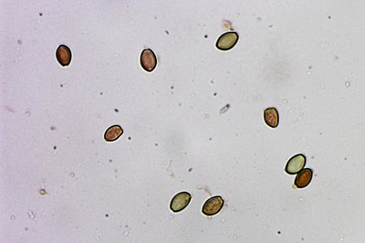 agrocybe-praecox9