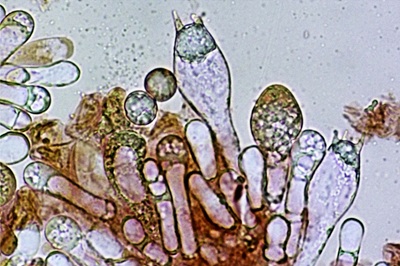 amanita-battarrae11