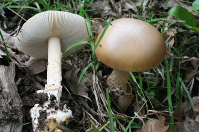 Amanita beckeri