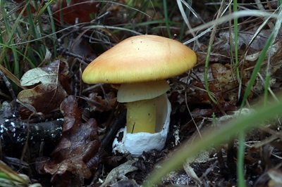 Amanita caesarea