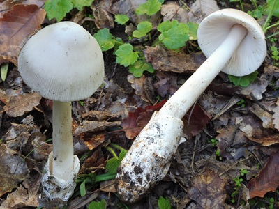 Amanita calida