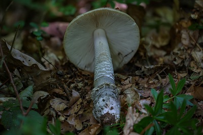 amanita-ceciliae6