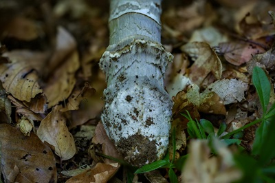 amanita-ceciliae7