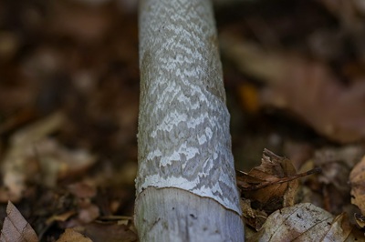 amanita-ceciliae8