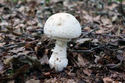 Amanita citrina var. alba