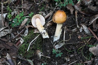 Amanita crocea