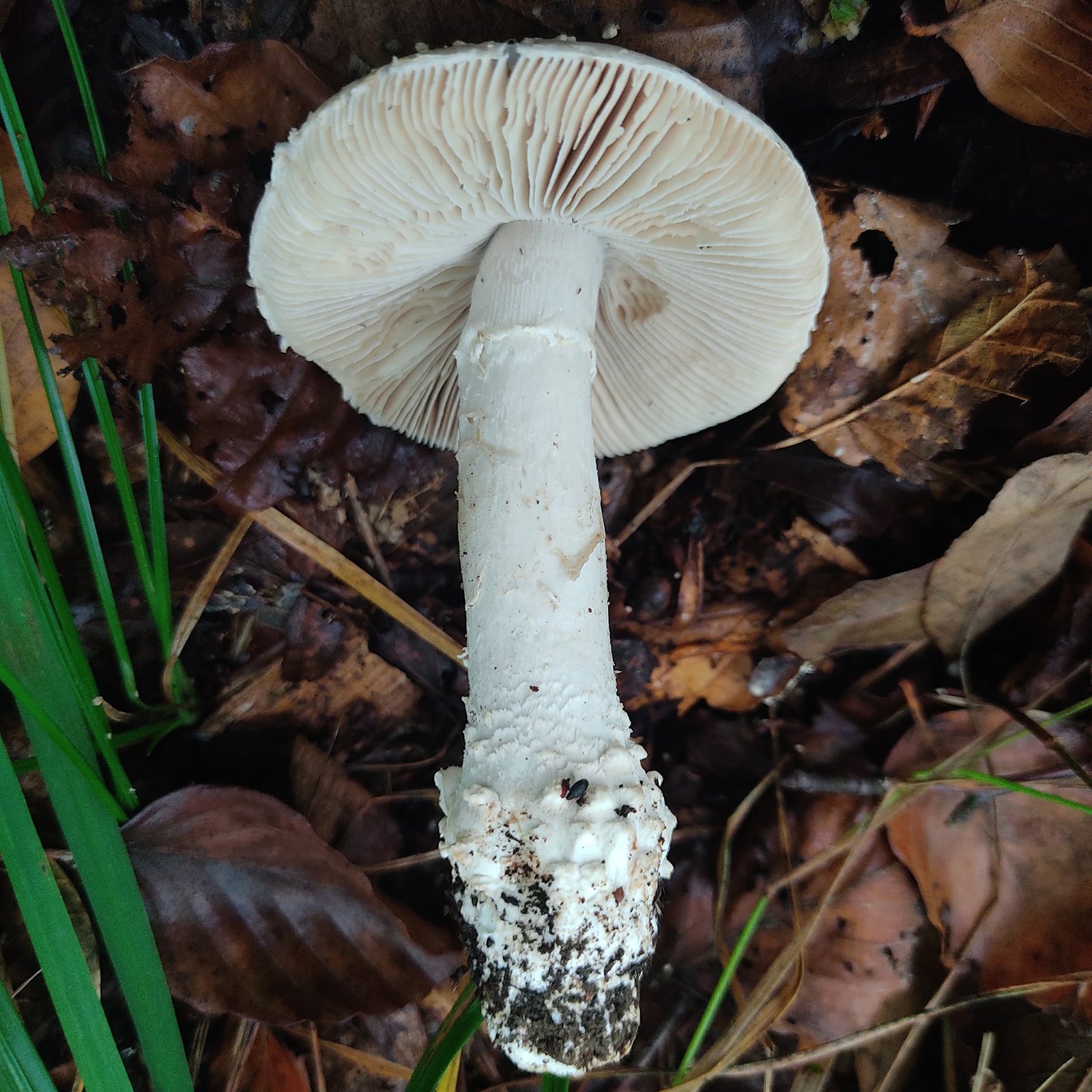 amanita-echinocephala