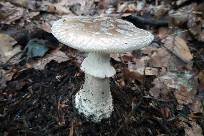 Amanita excelsa