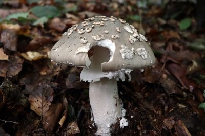 amanita-excelsa