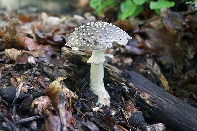 amanita-excelsa