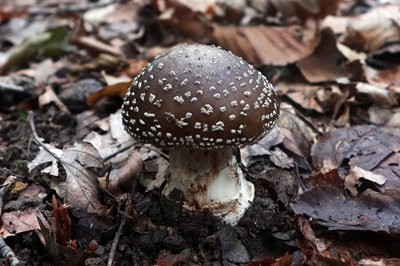 amanita-excelsa