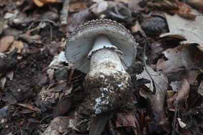 amanita-excelsa