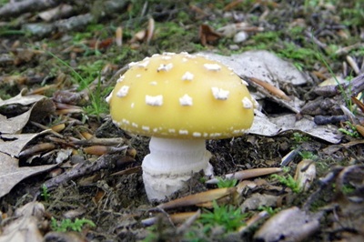 amanita-gemmata6