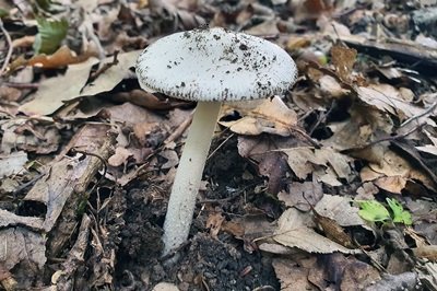 Amanita huijsmanii