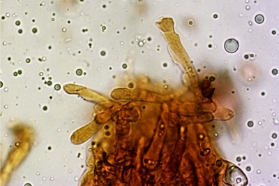 amanita-huijsmanii12