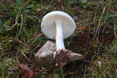 amanita-huijsmanii6