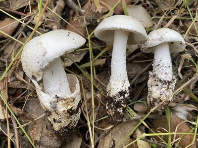 Amanita lactea