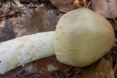 amanita-lividopallescens6