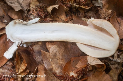 amanita-lividopallescens7