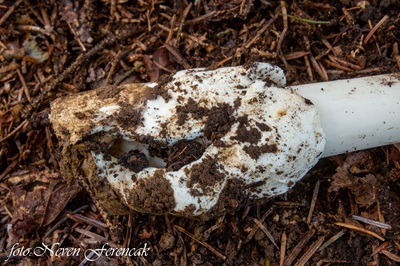 amanita-magnivolvata6
