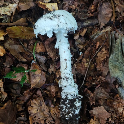 amanita-ovoidea4