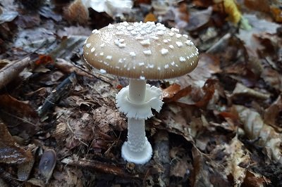 Amanita pantherina