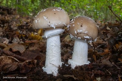 amanita-pantherina